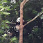 Giant Panda