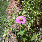 Zinnia
