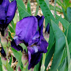 Stool Iris