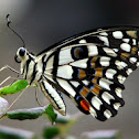 Lime butterfly