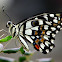 Lime butterfly