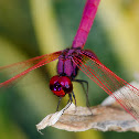 Common Scarlet