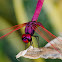 Common Scarlet