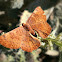 Reddish Acrobat