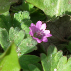 Doves-Foot Cranesbill