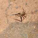 Cave Cricket