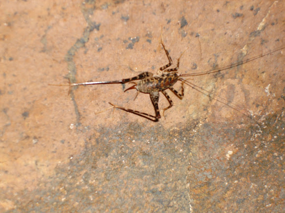 Spotting Image 1