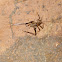Cave Cricket
