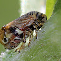 Frog Hopper (Adult Female)