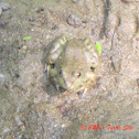 American Bullfrog