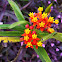 Fewflower Milkweed