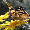 Australian Painted Lady Butterfly