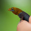 Yellow-headed Gecko