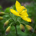 Greater Celandine