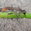 Ammophila sabulosa