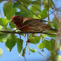 House Finch (male)