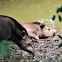 Brazilian Tapir