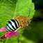 Blue Banded Digger Bee