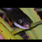 Black racer