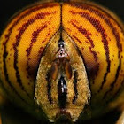 Band-eyed drone fly