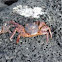 Cangrejo. Crab