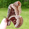 Promethea Silkmoth