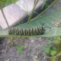 Monarch Caterpillar