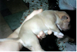 Pitbull 100 Puros Excelente Caracter