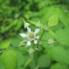 Blackberry