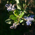 (Unknown) Flower