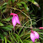Masdevallia orchid