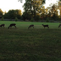 White Taiedl Deer