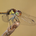 Libélula (Common darter)