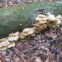 oyster mushroom