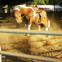 Equidae