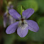 Common Dog-violet