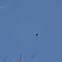 American Bald Eagle