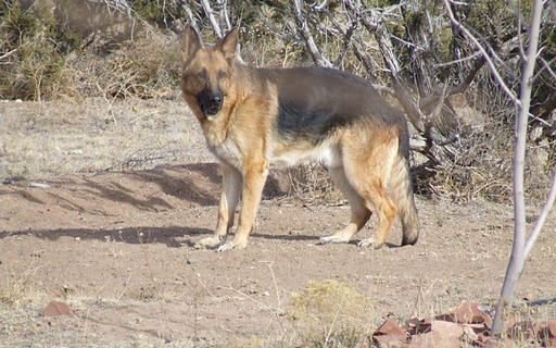 German Shepherds Kerschberg