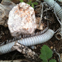 Desert Millipede