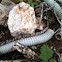 Desert Millipede