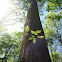 American elm