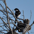 Fiscal Shrike