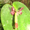 Orquidea