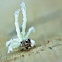 Ricaniid Planthopper (Nymph)