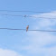 Red-shouldered hawk