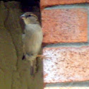 House Sparrow