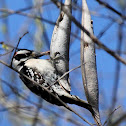 Downy woodpecker