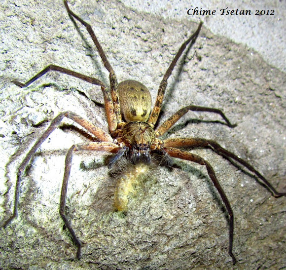 Spotting Image 1
