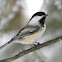 Blackcapped Chickadee