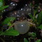 Boettger's Froglet
